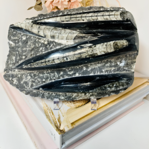 Orthoceras show piece